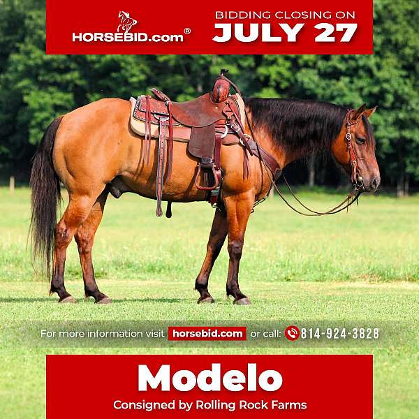 all-around-quarter-horse