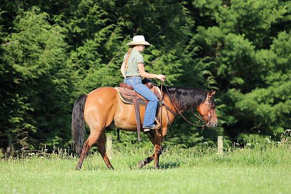 beginner-quarter-horse