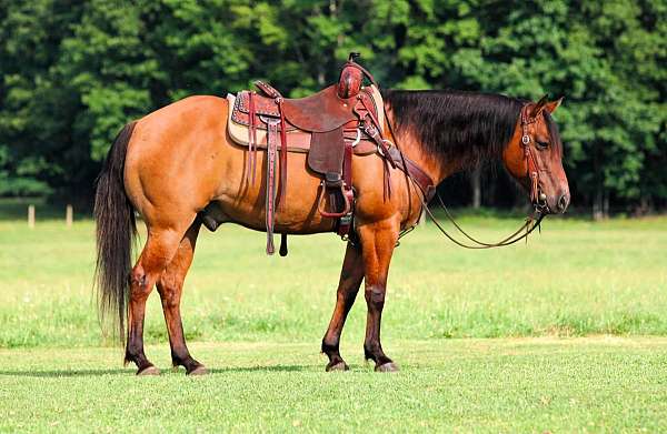 ranch-quarter-horse