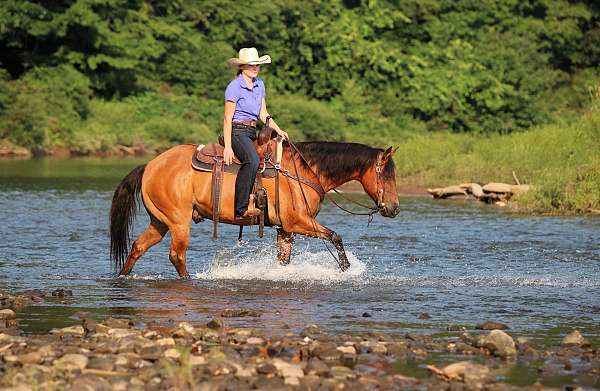 ranch-work-quarter-horse