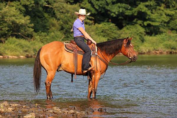 ridden-western-quarter-horse