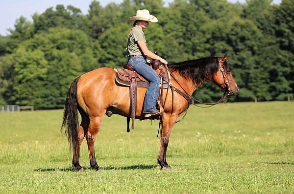 show-quarter-horse