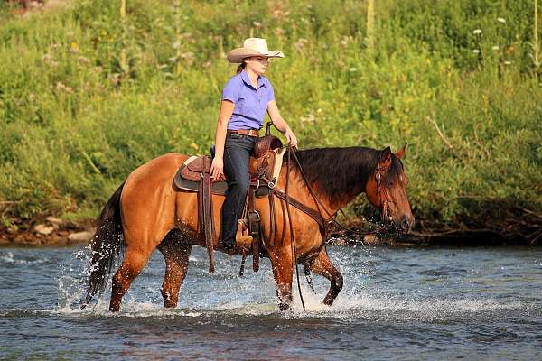 trail-quarter-horse