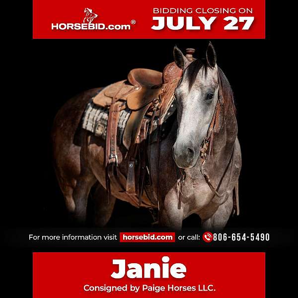 all-around-quarter-horse