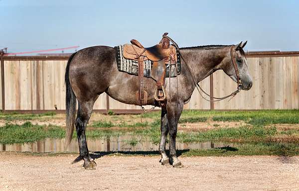 athletic-quarter-horse