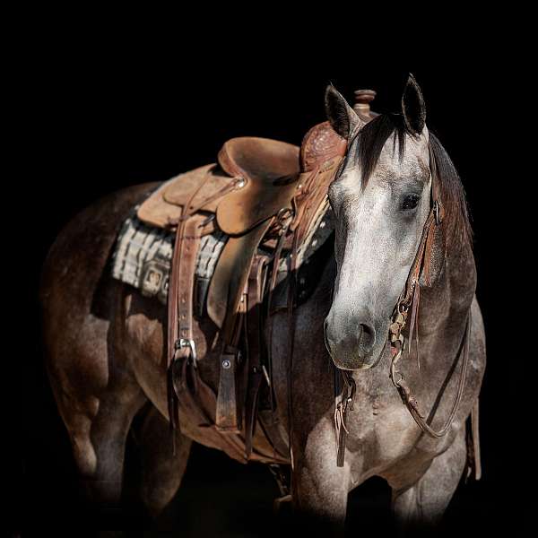 calf-roping-quarter-horse