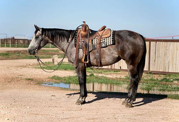 flashy-quarter-horse