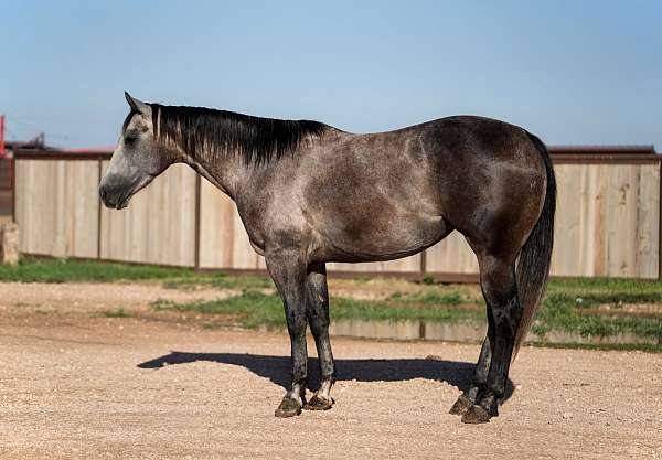 husband-safe-quarter-horse
