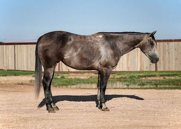 performance-quarter-horse