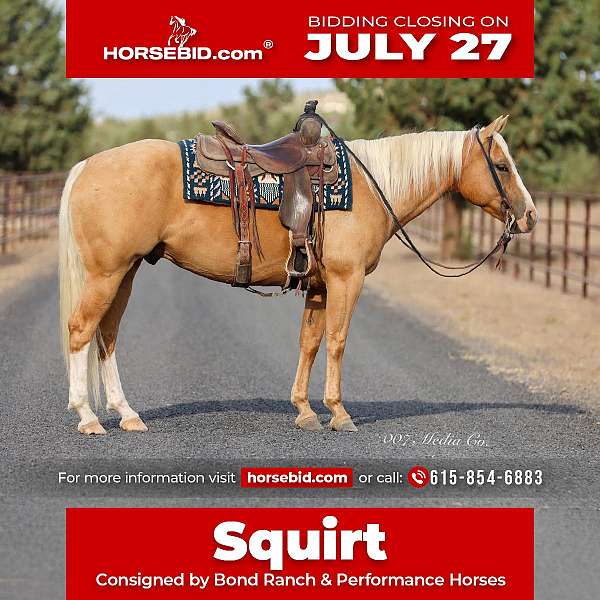 all-around-quarter-horse