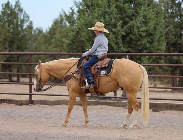 athletic-quarter-horse
