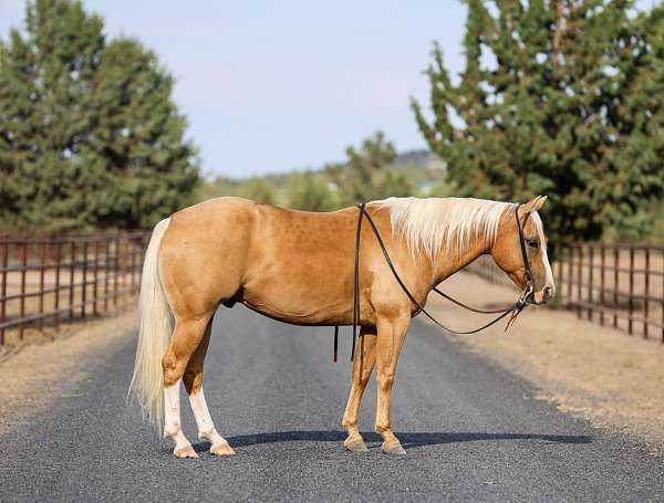 calf-roping-quarter-horse