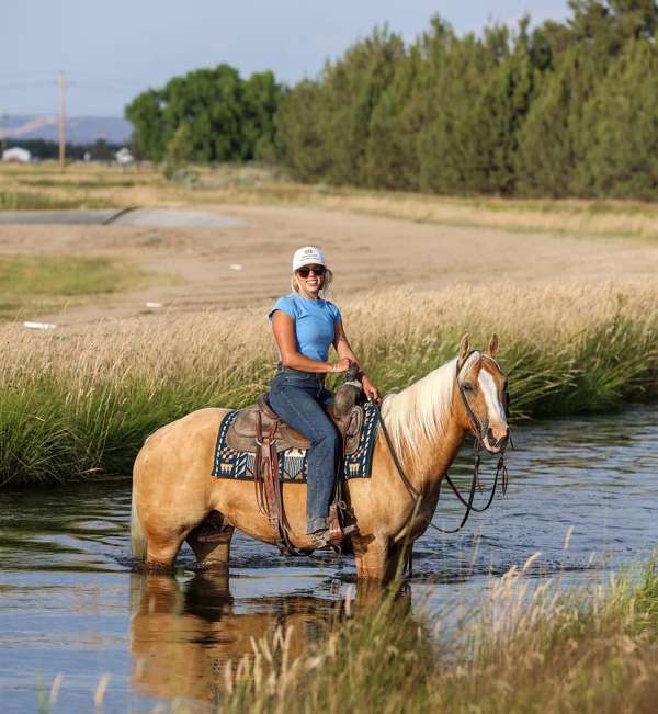 flashy-quarter-horse