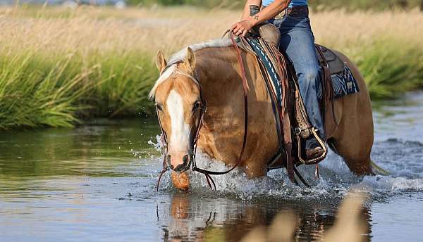 husband-safe-quarter-horse