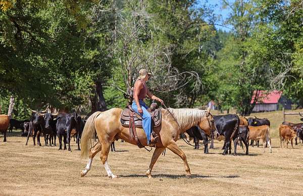 ranch-work-quarter-horse