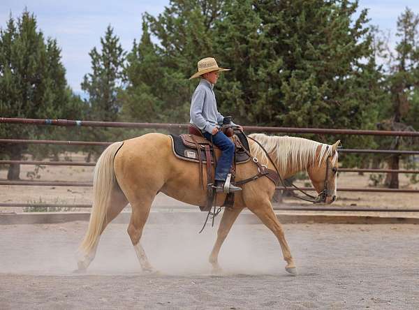 show-quarter-horse