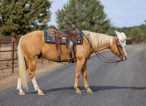 trail-quarter-horse