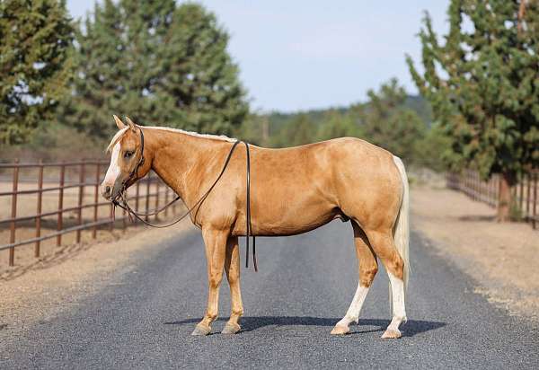 trail-riding-quarter-horse