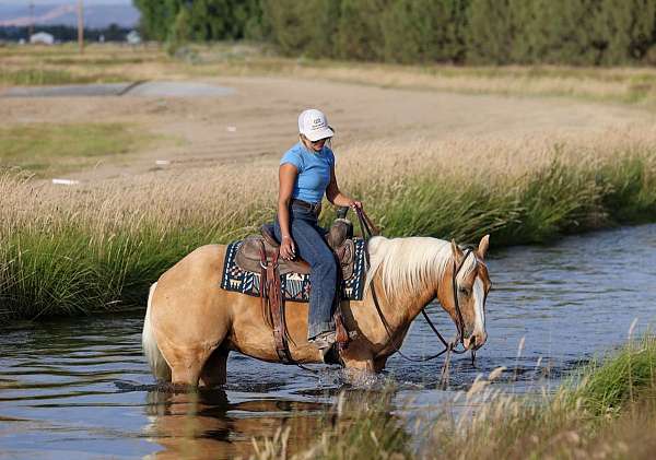 western-riding-quarter-horse
