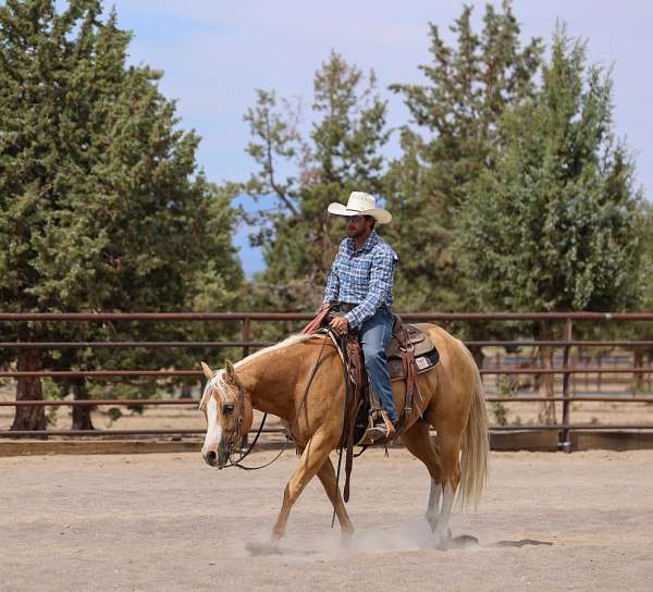 working-cattle-quarter-horse