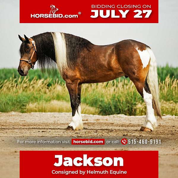 fshr-gypsy-vanner-gelding
