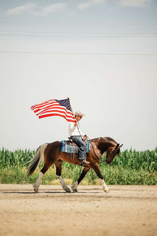all-around-gypsy-vanner-horse