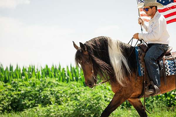 athletic-gypsy-vanner-horse
