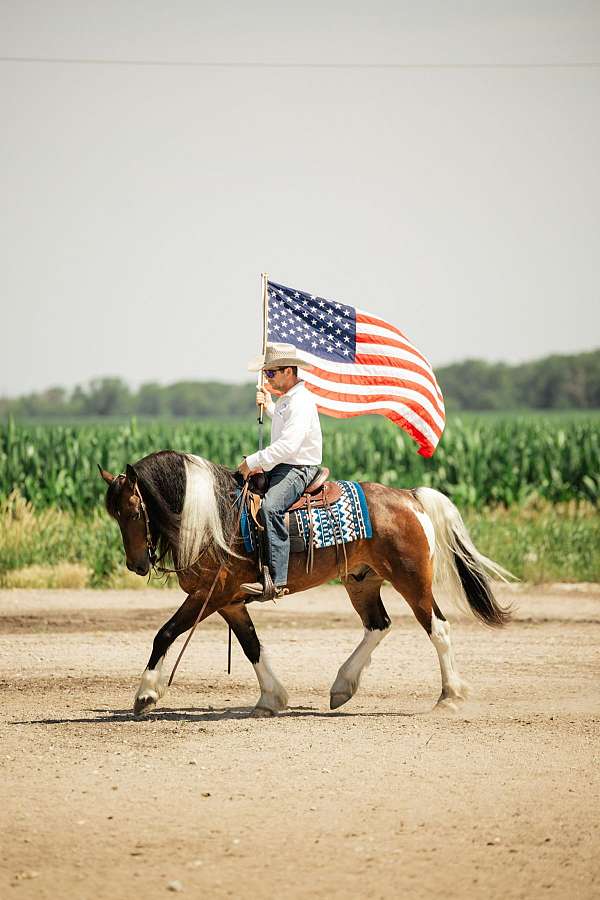 beginner-gypsy-vanner-horse