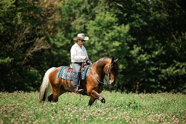 cross-gypsy-vanner-horse
