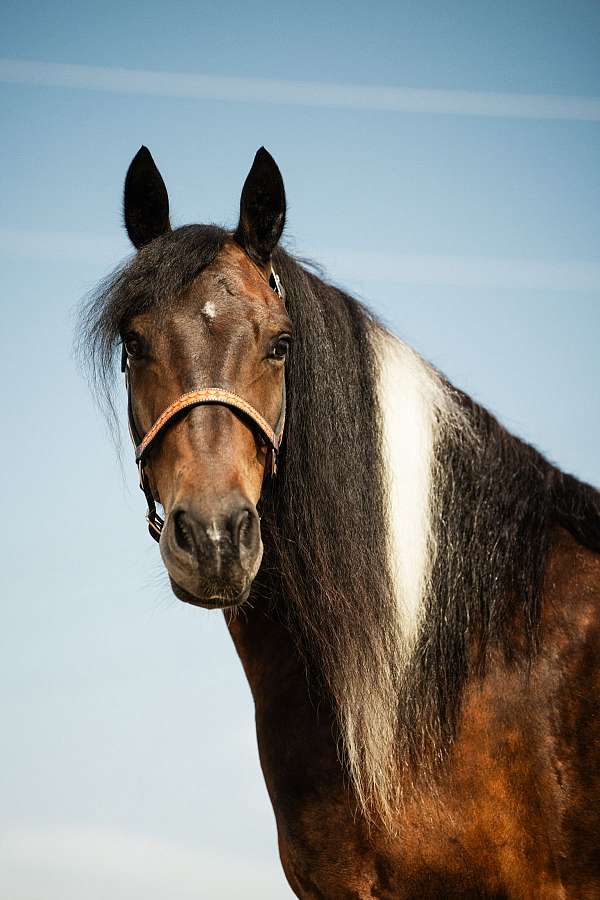 dressage-gypsy-vanner-horse