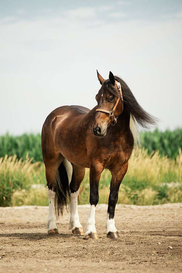 driving-gypsy-vanner-horse