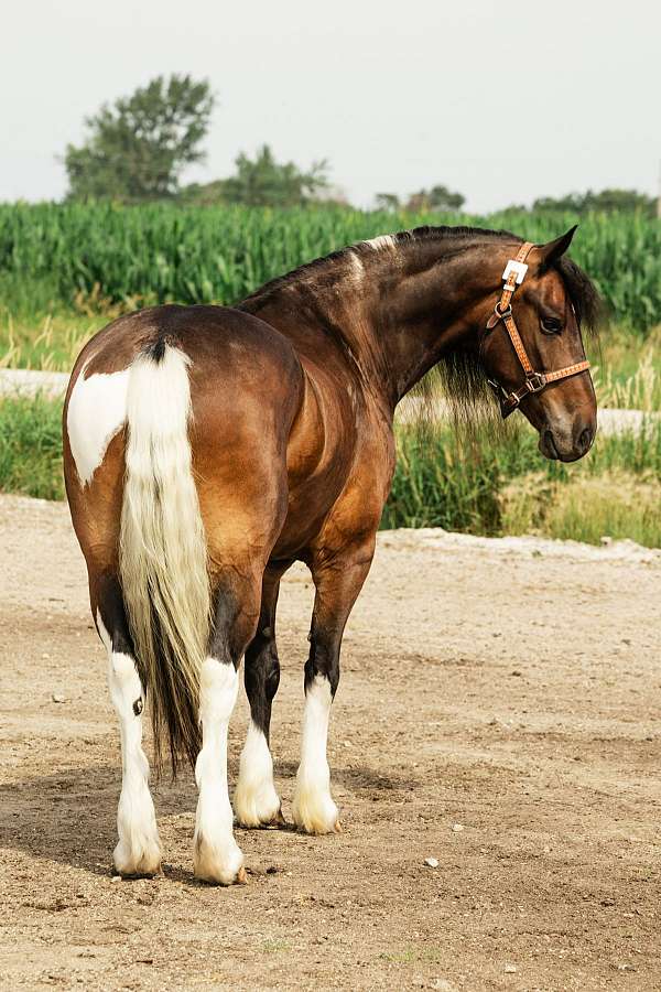 flashy-gypsy-vanner-horse