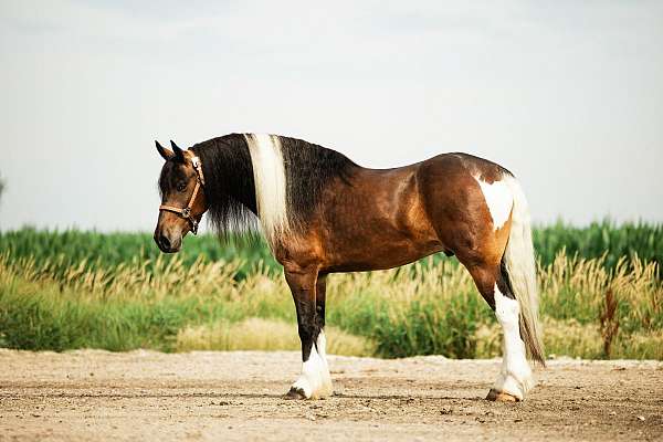 kid-safe-gypsy-vanner-horse