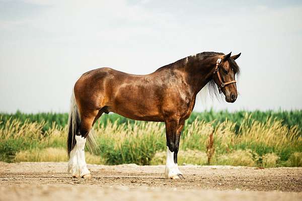ridden-english-gypsy-vanner-horse
