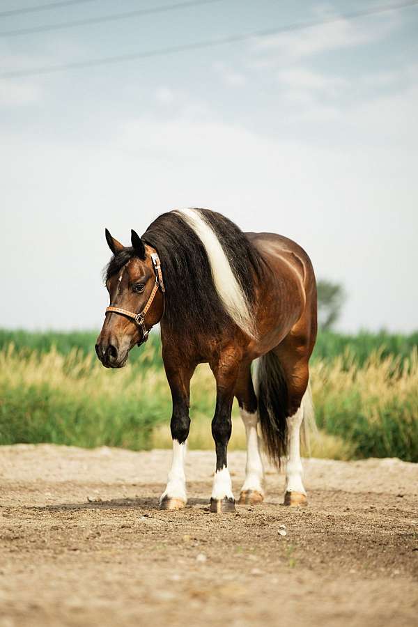 ridden-western-gypsy-vanner-horse
