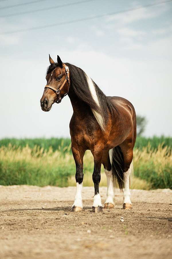 show-gypsy-vanner-horse