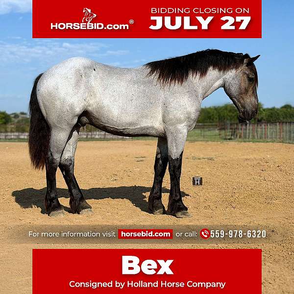 all-around-draft-horse