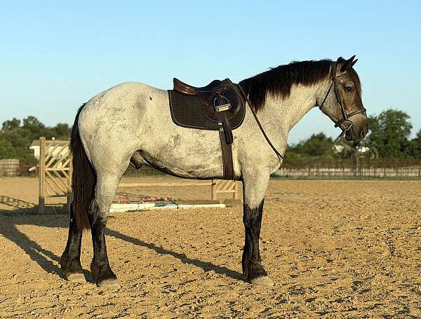 athletic-draft-horse