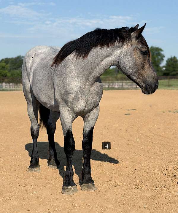 draft-horse