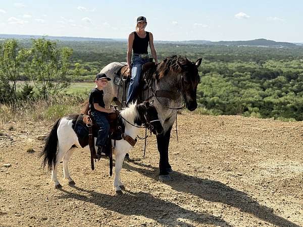 driving-draft-horse
