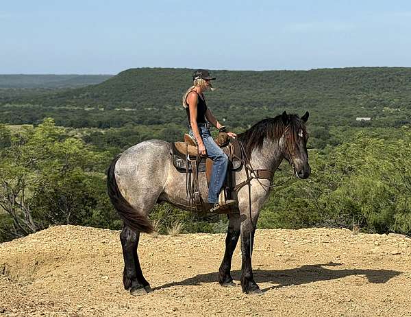 flashy-draft-horse