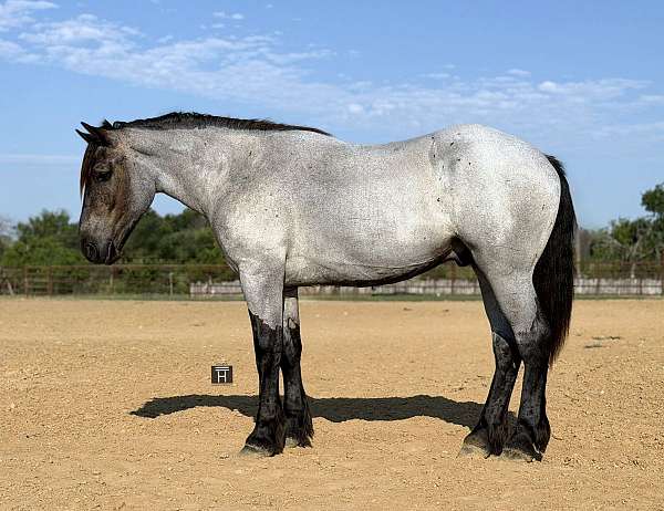 hunter-draft-horse
