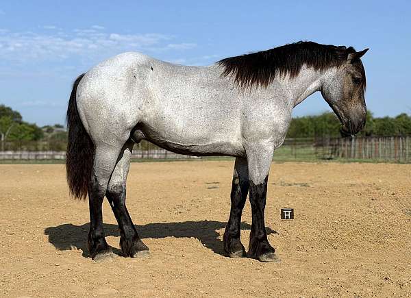 parade-draft-horse