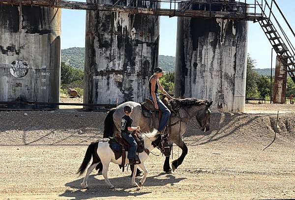 ranch-draft-horse