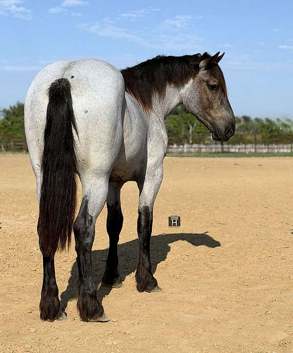 ranch-work-draft-horse