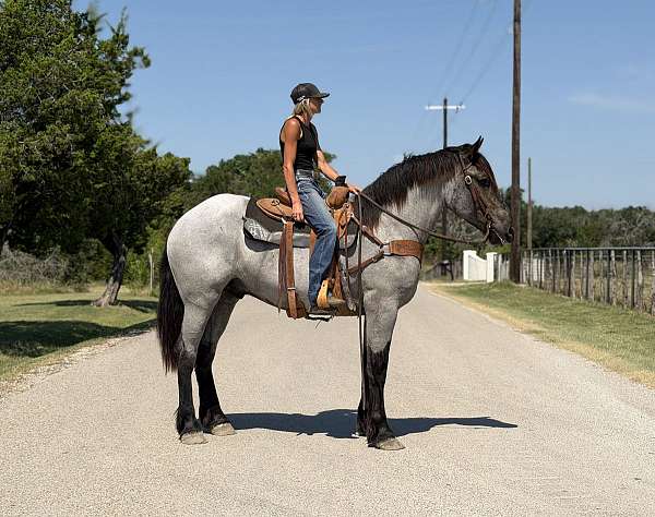 ridden-english-draft-horse