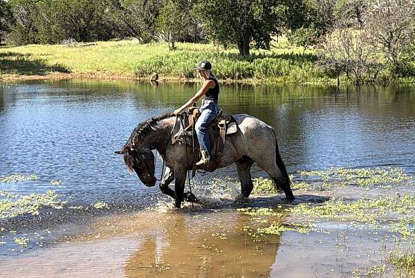 ridden-western-draft-horse