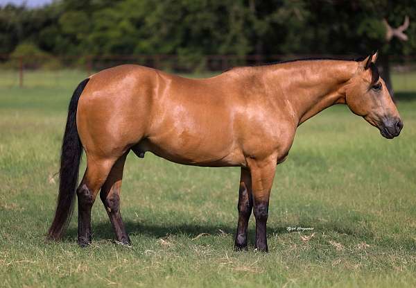 flashy-quarter-horse