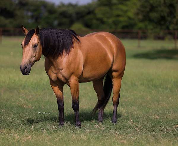 jumping-quarter-horse