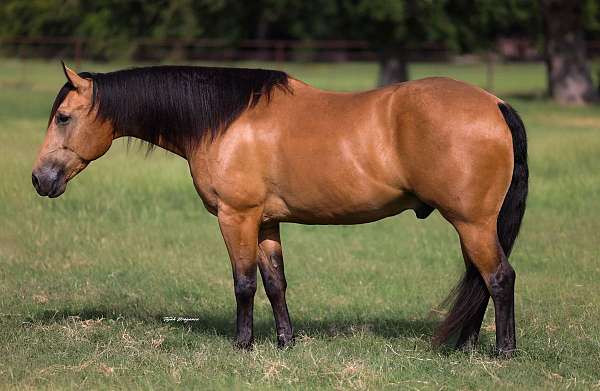 kid-safe-quarter-horse